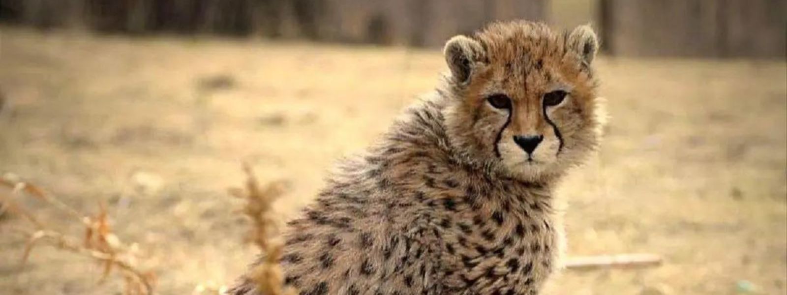 Iran mourns death of Pirouz, rare Asiatic Cheetah cub who became a symbol for anti-govt protesters